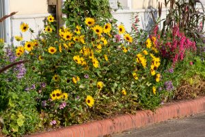 フローラルガーデンよさみ、秋の花、9月、愛知県刈谷市の観光・撮影スポットの画像と写真