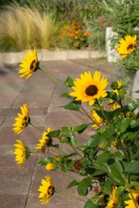 フローラルガーデンよさみ、秋の花、9月、愛知県刈谷市の観光・撮影スポットの画像と写真