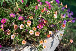 フローラルガーデンよさみ、秋の花、9月、愛知県刈谷市の観光・撮影スポットの画像と写真