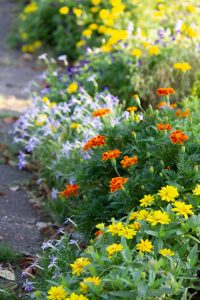 フローラルガーデンよさみ、秋の花、9月、愛知県刈谷市の観光・撮影スポットの画像と写真