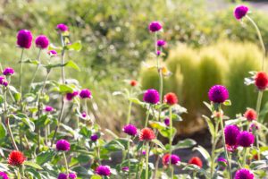フローラルガーデンよさみ、夏の花、9月、愛知県刈谷市の観光・撮影スポットの画像と写真