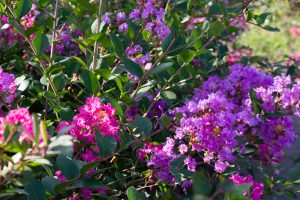 ミササガパーク、猿渡公園、秋の花、9月、愛知県刈谷市の観光・撮影スポットの画像と写真