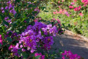 ミササガパーク、猿渡公園、秋の花、9月、愛知県刈谷市の観光・撮影スポットの画像と写真