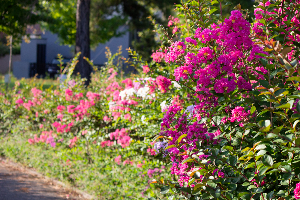 ミササガパーク、猿渡公園、秋の花、9月、愛知県刈谷市の観光・撮影スポットの画像と写真