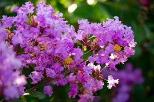 ミササガパーク、猿渡公園、秋の花、9月、愛知県刈谷市の観光・撮影スポットの画像と写真