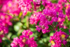 ミササガパーク、猿渡公園、秋の花、9月、愛知県刈谷市の観光・撮影スポットの画像と写真
