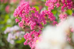 ミササガパーク、猿渡公園、秋の花、9月、愛知県刈谷市の観光・撮影スポットの画像と写真