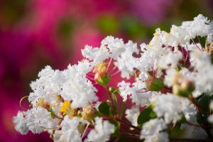 ミササガパーク、猿渡公園、秋の花、9月、愛知県刈谷市の観光・撮影スポットの画像と写真