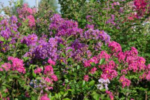 ミササガパーク、猿渡公園、秋の花、9月、愛知県刈谷市の観光・撮影スポットの画像と写真
