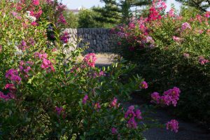 ミササガパーク、猿渡公園、秋の花、9月、愛知県刈谷市の観光・撮影スポットの画像と写真