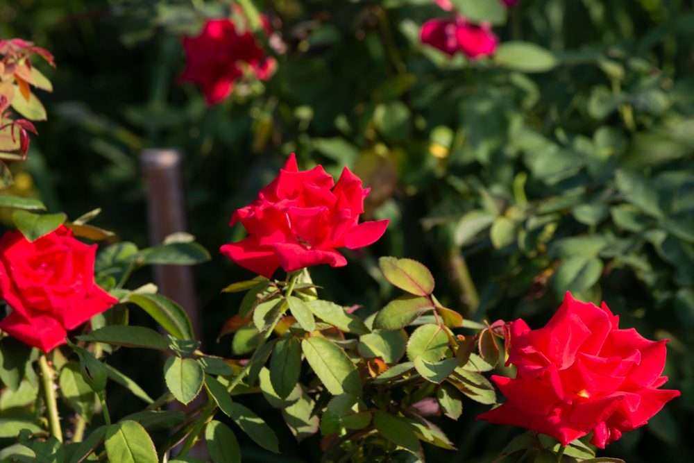 ミササガパーク、猿渡公園、秋の花、9月、愛知県刈谷市の観光・撮影スポットの画像と写真