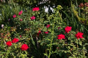ミササガパーク、猿渡公園、秋の花、9月、愛知県刈谷市の観光・撮影スポットの画像と写真