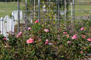 ミササガパーク、猿渡公園、秋の花、9月、愛知県刈谷市の観光・撮影スポットの画像と写真