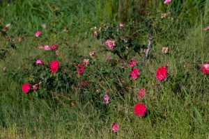 ミササガパーク、猿渡公園、秋の花、9月、愛知県刈谷市の観光・撮影スポットの画像と写真