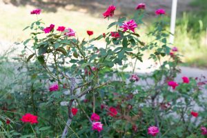 ミササガパーク、猿渡公園、秋の花、9月、愛知県刈谷市の観光・撮影スポットの画像と写真