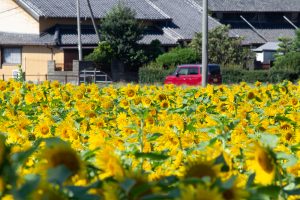 咲こう農場、ひまわり、9月の夏の花、愛知県西尾市の観光・撮影スポットの画像と写真