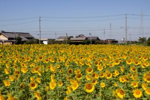咲こう農場、ひまわり、9月の夏の花、愛知県西尾市の観光・撮影スポットの画像と写真