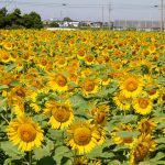 咲こう農場、ひまわり、9月の夏の花、愛知県西尾市の観光・撮影スポットの画像と写真