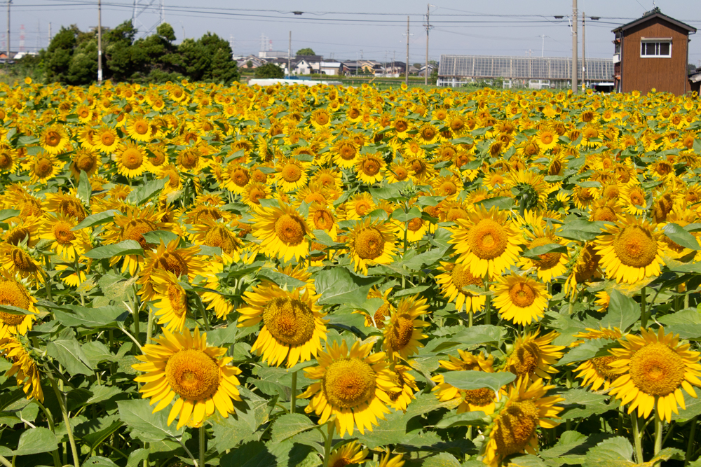 咲こう農場、ひまわり、9月の夏の花、愛知県西尾市の観光・撮影スポットの画像と写真