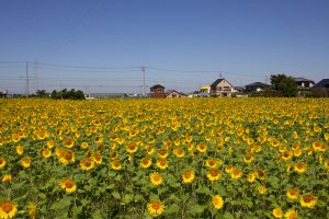 咲こう農場、ひまわり、9月の夏の花、愛知県西尾市の観光・撮影スポットの画像と写真