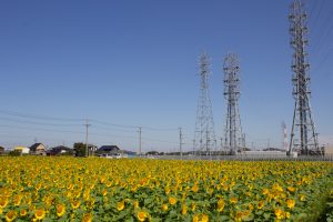 咲こう農場、ひまわり、9月の夏の花、愛知県西尾市の観光・撮影スポットの画像と写真