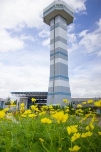 木曽三川公園センター、展望タワーとコスモス、9月の秋の花、岐阜県海津市の観光・撮影スポットの画像と写真