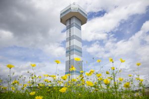 木曽三川公園センター、展望タワーとコスモス、9月の秋の花、岐阜県海津市の観光・撮影スポットの画像と写真