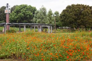 木曽三川公園センター、コスモス、9月の秋の花、岐阜県海津市の観光・撮影スポットの画像と写真