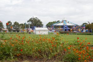 木曽三川公園センター、コスモス、9月の秋の花、岐阜県海津市の観光・撮影スポットの画像と写真