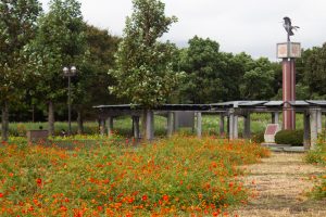 木曽三川公園センター、コスモス、9月の秋の花、岐阜県海津市の観光・撮影スポットの画像と写真