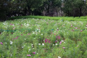木曽三川公園センター、コスモス、9月の秋の花、岐阜県海津市の観光・撮影スポットの画像と写真