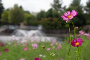 木曽三川公園センター、コスモス、9月の秋の花、岐阜県海津市の観光・撮影スポットの画像と写真