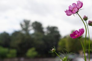 木曽三川公園センター、コスモス、9月の秋の花、岐阜県海津市の観光・撮影スポットの画像と写真
