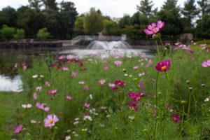 木曽三川公園センター、コスモス、9月の秋の花、岐阜県海津市の観光・撮影スポットの画像と写真