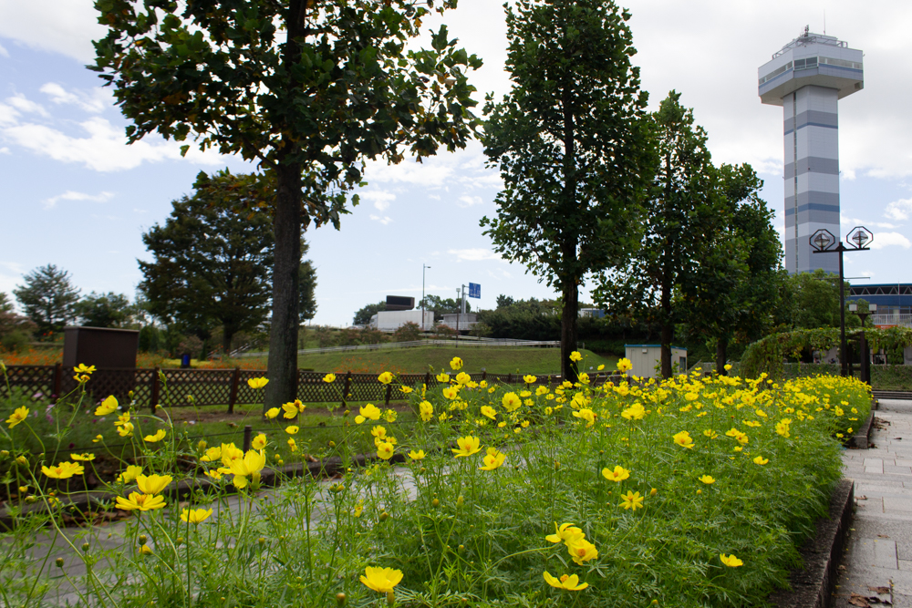 木曽三川公園センター、コスモス、9月の秋の花、岐阜県海津市の観光・撮影スポットの画像と写真
