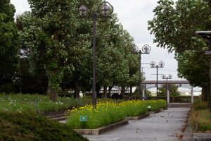 木曽三川公園センター、コスモス、9月の秋の花、岐阜県海津市の観光・撮影スポットの画像と写真