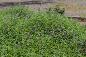 木曽三川公園センター、9月の秋の花、岐阜県海津市の観光・撮影スポットの画像と写真