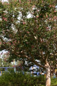 木曽三川公園センター、サルスベリ、9月の秋の花、岐阜県海津市の観光・撮影スポットの画像と写真