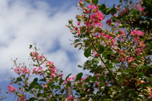 木曽三川公園センター、サルスベリ、9月の秋の花、岐阜県海津市の観光・撮影スポットの画像と写真