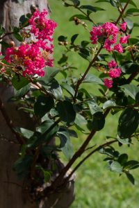 木曽三川公園センター、サルスベリ、9月の秋の花、岐阜県海津市の観光・撮影スポットの画像と写真