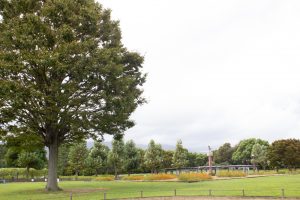 木曽三川公園センター、コスモス、9月の秋の花、岐阜県海津市の観光・撮影スポットの画像と写真