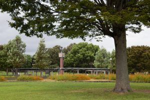 木曽三川公園センター、コスモス、9月の秋の花、岐阜県海津市の観光・撮影スポットの画像と写真