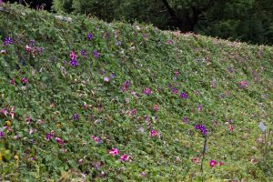 木曽三川公園センター、あさがお、9月の秋の花、岐阜県海津市の観光・撮影スポットの画像と写真