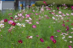 木曽三川公園センター、コスモス、9月の秋の花、岐阜県海津市の観光・撮影スポットの画像と写真