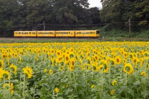 三岐鉄道北勢線・ひまわり畑、9月の夏の花、三重県いなべ市の観光・撮影スポットの画像と写真