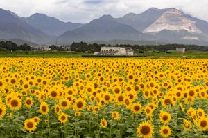 藤原岳・ひまわり、9月の夏の花、三重県いなべ市の観光・撮影スポットの画像と写真