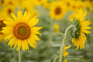 ひまわり、9月の夏の花、三重県いなべ市の観光・撮影スポットの画像と写真