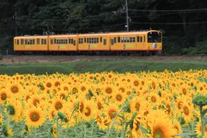 三岐鉄道北勢線・ひまわり畑、9月の夏の花、三重県いなべ市の観光・撮影スポットの画像と写真