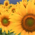 ひまわり、9月の夏の花、三重県いなべ市の観光・撮影スポットの画像と写真