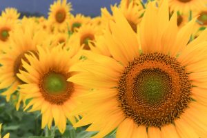 ひまわり、9月の夏の花、三重県いなべ市の観光・撮影スポットの画像と写真